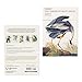 The Birdwatcher's Deck: 40 Cards and a Booklet of Avian Lore (Natural Histories Gift)