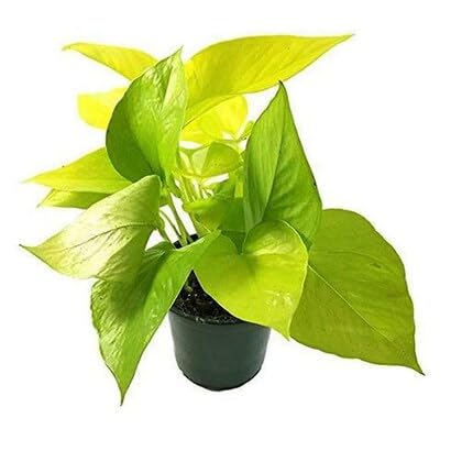 Live Golden Pothos Indoor Plant, Heart-Shaped Leaves, 15 cm Terracotta Pot