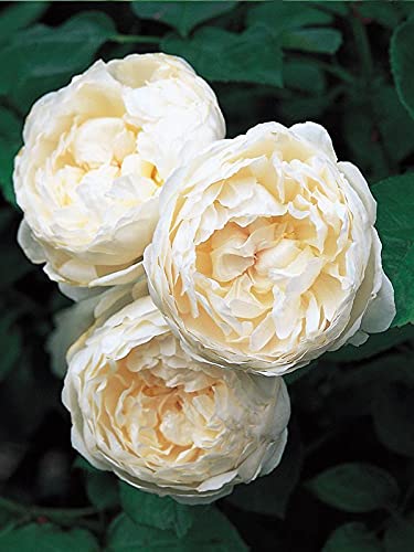 Aiden Gardens Rare Grafted English Rose Plant Glamis Castle Creamy White Color Double Rose 2 Healthy Live Plant (B093P2BPK1) Amazon Price History, Amazon Price Tracker