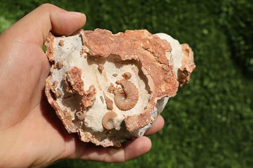 Image of Ammonites & Gastropods Plate Cretaceous Fossils Fossils from Morocco Fossil Rock ammonites Fossil from Morocco A196