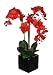 House of Silk Flowers Artificial Triple-Stem Phalaenopsis Orchid Arrangement, Red