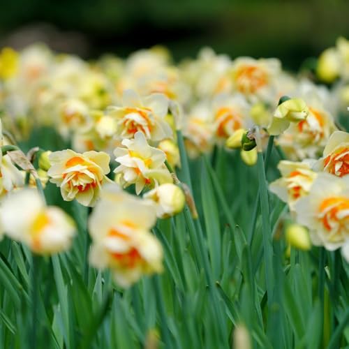 10 pezzi bulbi narcisi di decorazione balcone, bulbi sono perenni, resistenti, resistenti, perenni