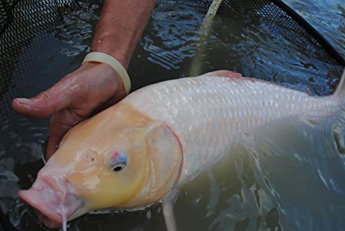 America's Best Koi Food 20 Lbs Koi Fish Food 3/16 Inch - 1/4 Inch Large Floating Pond Pellets - Heavy Duty Sealed Bag #TOP3