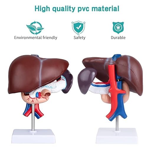 Anatomical Model of Liver, Pancreas and Duodenum with Detailed Structures