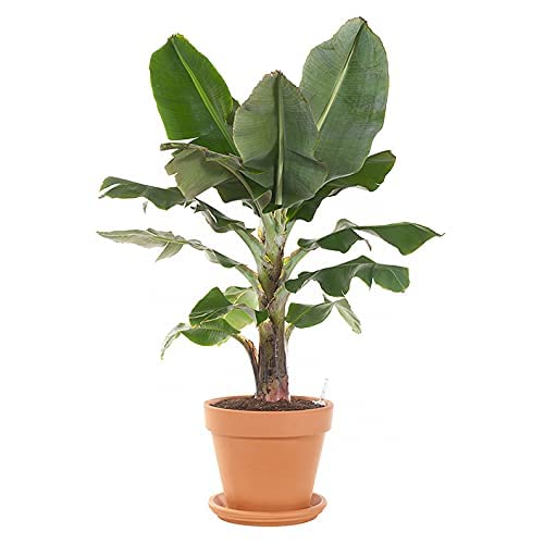 See full amazon price history chart for MSK EVER GREEN Live Real Hybrid Banana Plant Kela Plant With Pot MSK EVER GREEN Live Real Hybrid Banana Plant Kela Plant With Pot (B0CJPYG2J5) Amazon Price History, Amazon Price Tracker