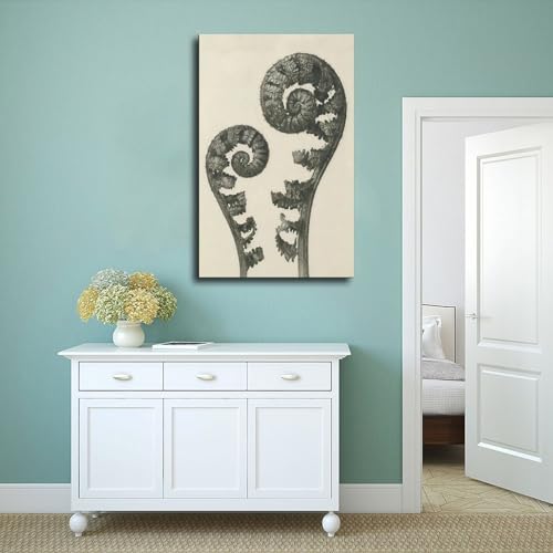 Impression sur toile Plantstudie 5 Karl Blossfeldt cadre déco mural 20x30 cm - 4