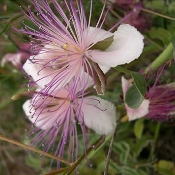 Souked 10PCS European Capparis Spinosa Seed Spice Plant