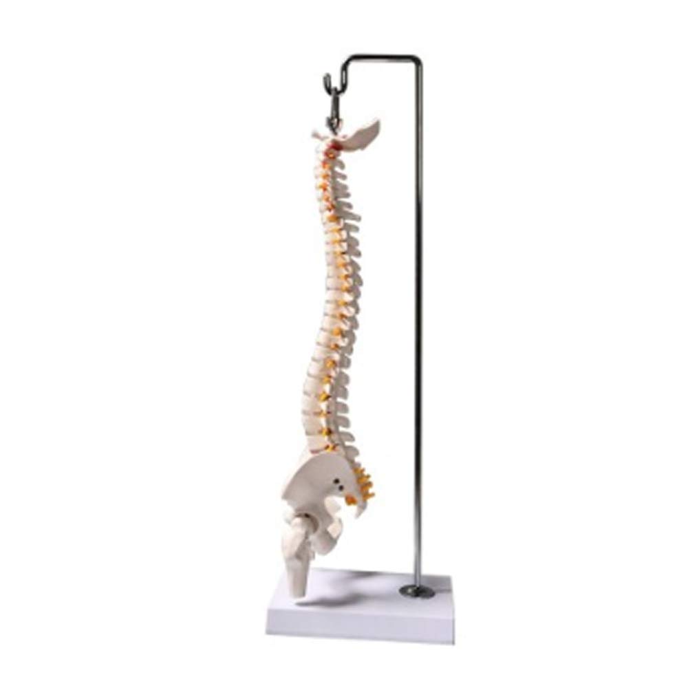 Modello Educativo Modello Flessibile Di Colonna Vertebrale Della Colonna Vertebrale Umana Con Bacino, Teste Del Femore, Disco Lombare, Osso Sacro Aperto, Modello Di Osso Occipitale, Ecc., 45 Cm/17,7"