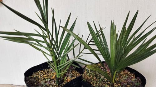ナツメヤシ 観葉植物」の人気商品一覧 | 安い商品を通販サイトから探す