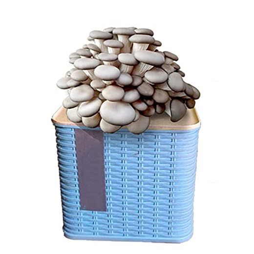 AADEE Organisk Shiitake svampodlingssats, mini ostron svampar sporer mycelium gryning bonsai, ingen erfarenhet krävs, perfekt för nybörjare, lämplig för alla städer och alla säsonger
