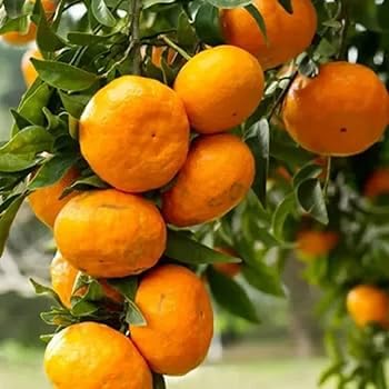 Image of All-Time 12 Months Hybrid GRAFTED Darjeeling Orange Plant Live Fruit Plant Original & Authentic Organic Tree for Outdoor Fast-Growing Fruit Plant Home Gardens Pack Of-1