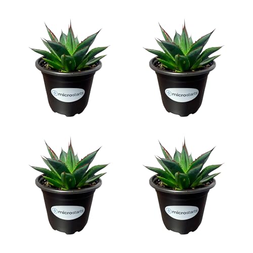 Blue Glow Agave Pack - 4 Plants - Drought-Tolerant Succulents