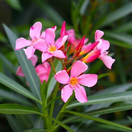 3 Pink Oleander, Hardy Pink, Nerium Oleander, Thriving in 2.5" Nursery Cubes