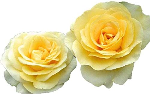 バラ苗 アンドレグランディエ ベルサイユのばらシリーズ 国産大苗6号スリット鉢 四季咲き大輪 ハイブリッドティー Ht 500円引きクーポン 黄色系 バラ苗 アンドレグランディエ ベルサイユのばらシリーズ 国産大苗6号スリット鉢 四季咲き大輪 ハイブリッドティー Ht 500円引きクーポン 黄色系