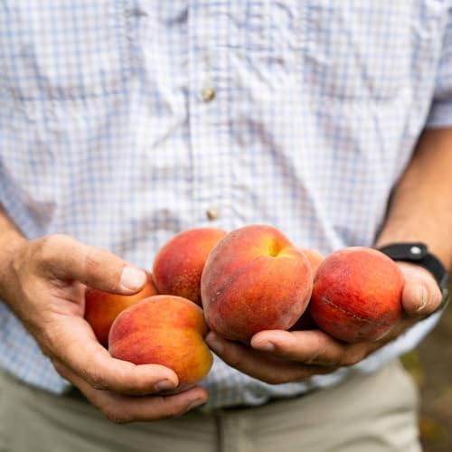 Image of Pearson Farm 26-Count Gift Box of Peaches | Fresh Georgia Peaches