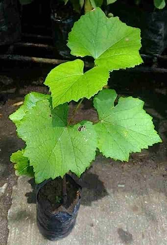 Image of GreenWorld Special Sweet long finger Seedless Black Grape Plant /Black Beauty (PACK Of 1) Healthy /Kala Angoor Live Plant.