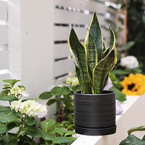 HERDUK 6 + 8 Inch Plant Pots, Ceramic Planter Pot with Drainage Hole & Saucer, Indoor/Outdoor Cylinder Round Planter Pot, Matte Black by HERDUK - Used condition - Image 6