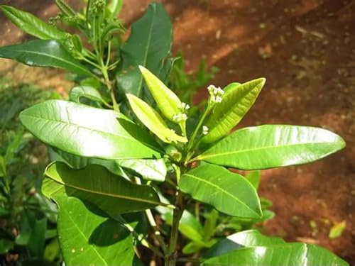 Image of Hybrid All Spice Plant /Sarvasugandhi Pimenta dioica, All Spice Pimenta Dioica spice scented leaf Kitchen Spice Live Plants & Tree (1-1.5 Ft Size) (All Spice Plant)