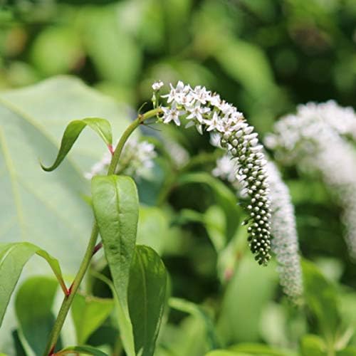 Amazon 紫桜館山の花屋 山野草 オカトラノオ 丘虎の尾 素掘り苗株 Diy 工具 ガーデン
