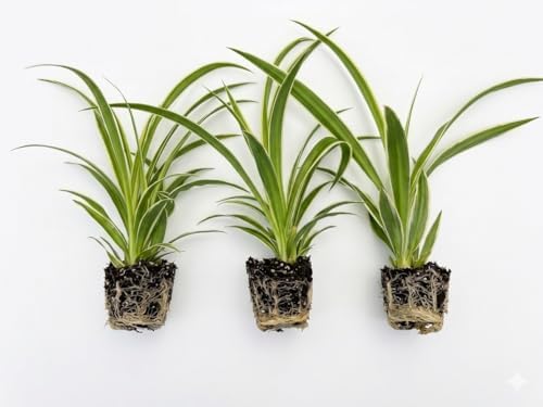 3 Pack Spider Plant Live Indoor Houseplants, Fully Rooted Well-Es...