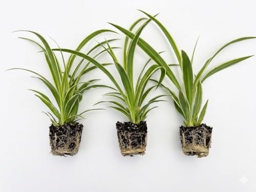 3 Pack Airplane Spider Plant Live Indoor Houseplant | Fully Established Bare Root Plants Air-Purifying Low Maintenance Thrives in Home & Office | Live Plants Indoor Variegated Houseplant