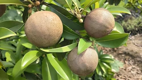 Image of All-Time12 Months Hybrid Grafted Guti Kolom Live Fruit Plant Original & Authentic Organic Tree for Outdoor Fast-Growing Fruit Plant Home Pack Of-1 (Cricket Ball Chiku Plant, Medium)