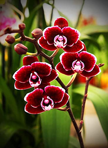Peinture au Diamant Phalaenopsis anti-stress pour oublier les écrans et décorer sa maison