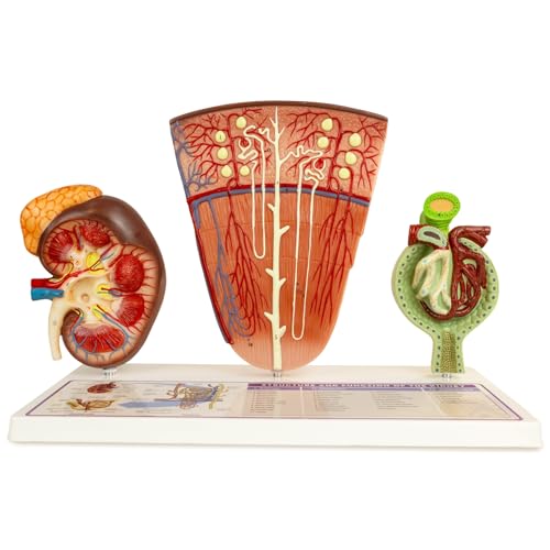 Image of Kidney Model, Human Kidney Nephron and Glomerulus Model, Kidney Anatomy Model for Medical Education Assisted Dissection Suitable for Anatomy Students, Urologists, Patient Consultation