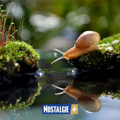 Connexion Nature &ndash; L&rsquo;escargot, discret prodige du jardin