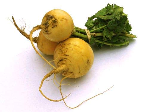 Golden Ball Turnip Seeds For Planting, 1000+ Heirloom Seeds Per Packet, (Isla's Garden Seeds), Non Gmo Seeds, Botanical Name: Brassica Rapa, Great Home Garden Gift #TOP1