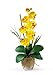 Nearly Natural 1016-GY Phalaenopsis Silk Orchid Flower Arrangement, Yellow