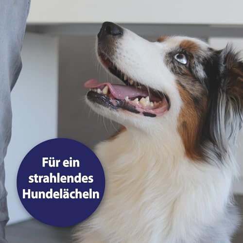 Canosept Zahnpflegespray für Hunde 100ml – Dentalspray zur Zahnreinigung