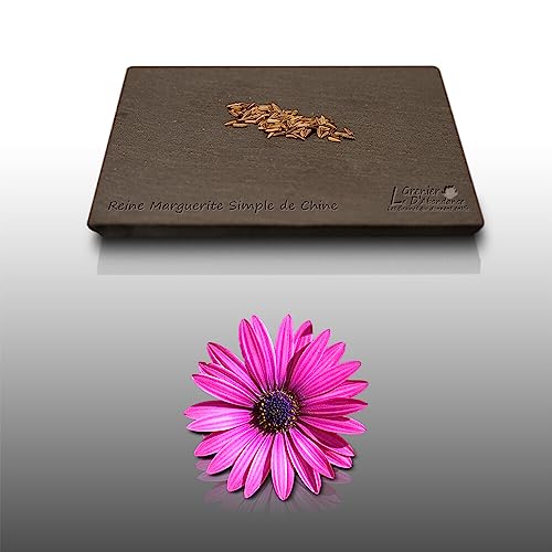 100 graines de Fleurs à semer - Le Grenier d'Abondance - REINE MARGUERITE Simple de Chine - Callistephus chinensis