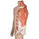 3B Scientific Menschliche Anatomie - Lebensgroße zweigeschlechtige 3B Scientific® Muskelfigur, asiatisch, 39-teilig + kostenlose Anatomie App - 3B Smart Anatomy