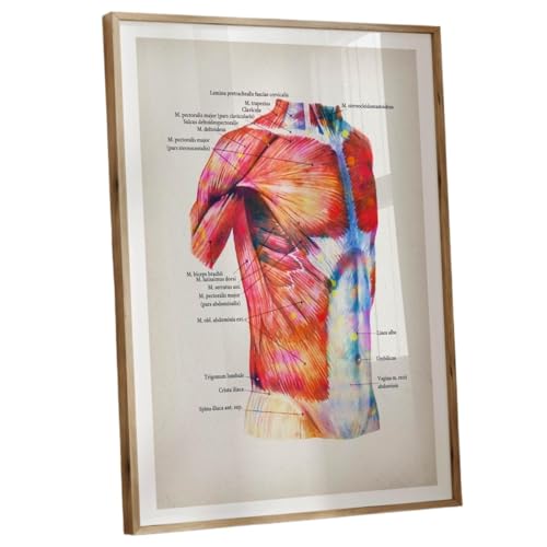 Watercolor Medical Art Poster - Human Muscle System with Anatomical Labels, Decorative yet Educational Wall Chart for Healthcare
