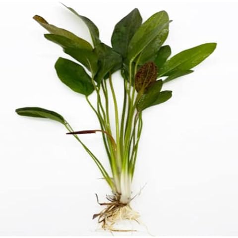 Red Flame Sword Plant Cover