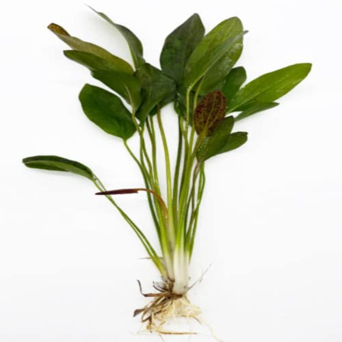 Red Flame Sword Plant