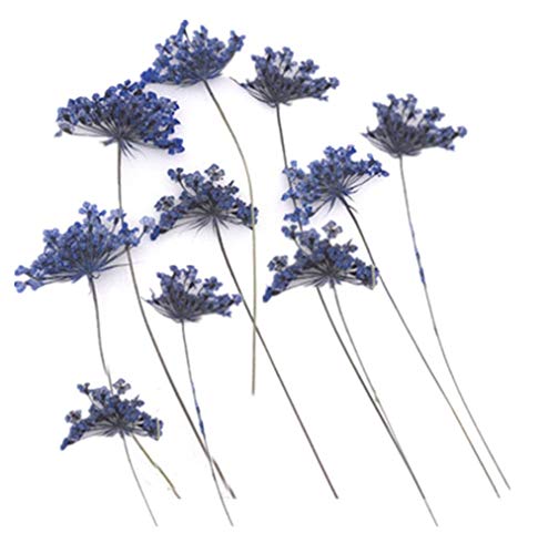 Colección de 24 Flores Secas Naturales Mini Prensadas miniatura 1