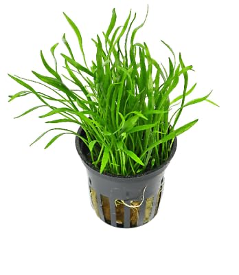 Lilaeopsis brasiliensis plantes avant plan aquarium