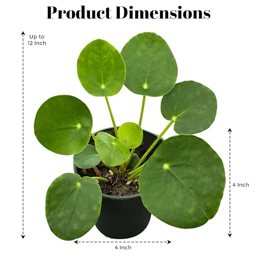 Pilea Peperomioides (Friendship Chinese Money Plant) [Winter Thermal Packaging Included] | Easy Care, Live Indoor House Plants, House Decor & Office Decor Live Plants in Nursery Pot, Pet-Friendly