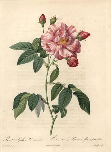 Gravure par Pierre Redouté de collection en impression d'art 60x90