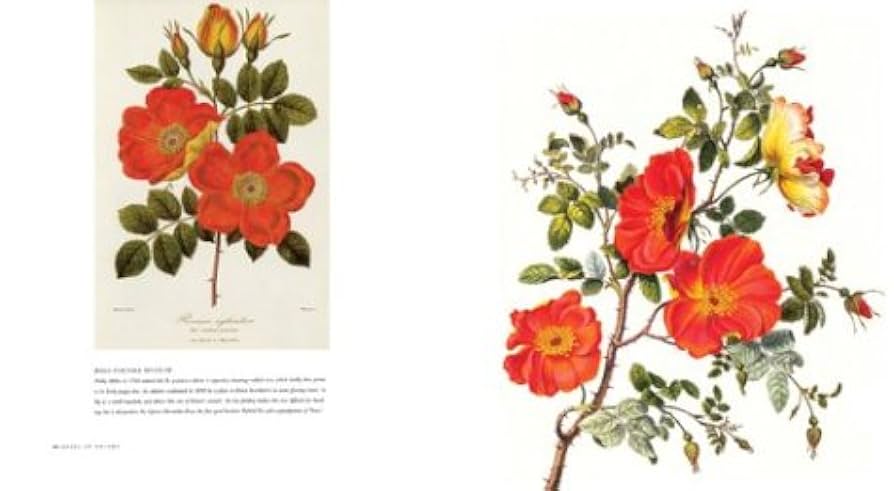 【洋書】THE ROSE UNFOLDS 洋書】THE ROSE UNFOLDS 洋書】THE ROSE UNFOLDS 洋書】THE ROSE