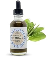 Plantain Massage Oil for Deep Relaxation and Wellness - Moisturize Your Skin - 100% Organic & Nat...
