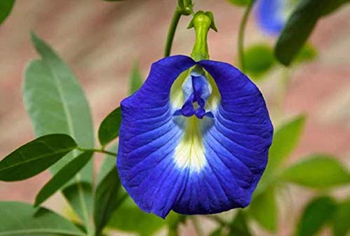 Kolkata Orchid Online ( NEELKANTA I APARAJEETA Flower ) BUTTERFLY PEA 20 SEEDS CLITORIA TERNATEA VINE FLOWER, DOUBLE PETAL (B07QGZT986) Amazon Price History, Amazon Price Tracker