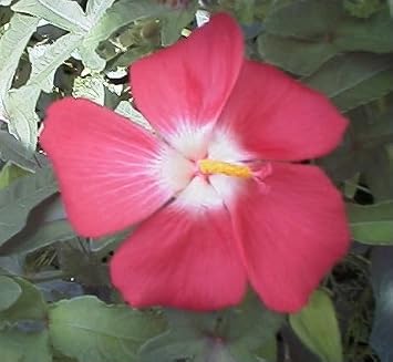 40 AMBRETTE/Musk Mallow Hibiscus Abelmoschus Moschatus Flower SeedsComb S/H