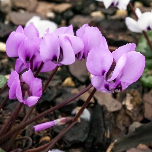 Image of Cyclamen coum – Winter Flowering Tubers with Delicate Pink Reflexed Blooms and Stunning Marbled Foliage, Ideal for Rockeries and Woodland Gardens, 1X 9cm Pots by Thompson and Morgan