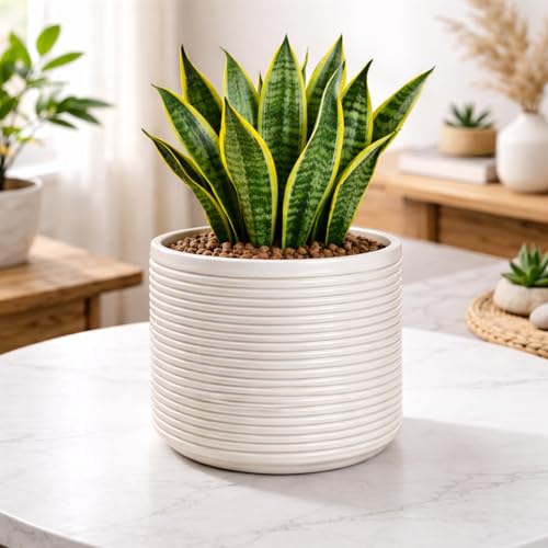 Image of Niyara Designer Ceramic planters pots for Indoor Outdoor Home, Garden Office Decor Balcony Planters Gamla Flower Size- Large, 8 inches (Off White Ribbed)