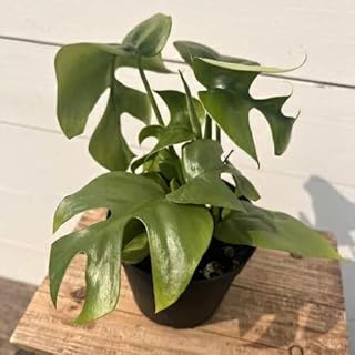 モンステラ（Monstera） ベルツーサ（ヒメモンステラ）3.5号（直径10.5cm）ポット苗 １株 観葉植物 ギフト プレゼント お祝い インテリア おしゃれ 敬老の日 ハワイアン 南国