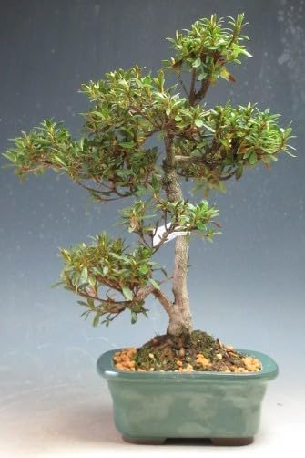 盆栽 皐月 五月 盆栽 鉢植え サツキ