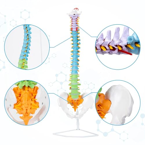 Image of SKUMOD Life Size Colored Spine Anatomy Model, 34 inch Flexible Colored Anatomical Human Spine Model with Vertebrae, Nerves, Arteries, Lumbar and Pelvis, Medical Spine Model with Brackets and Instructions